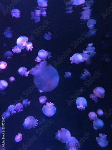 small Jellyfish in purple light / Medusa © tomr