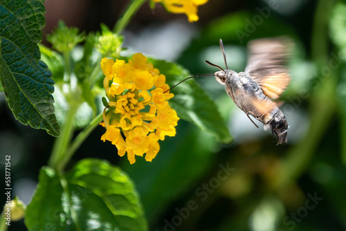Hummingbird hawk-moth hovering over a flower (Macroglossum stellatarum)