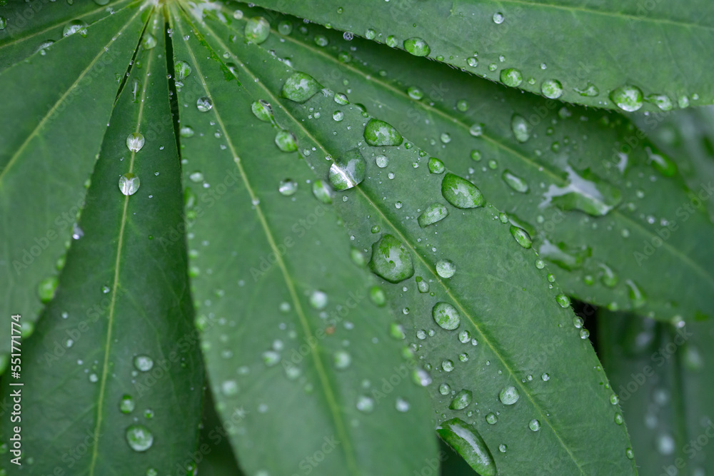 Green leaf with raindrops on a summer day macro photography. Fresh leaf of garden flowering plant with water drops springtime close-up photography. Green leaf with raindrops on a summer day macro photography. Fresh leaf of garden flowering plant with water drops springtime close-up photography.