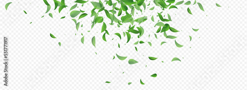Green Foliage Swirl Vector Panoramic Transparent