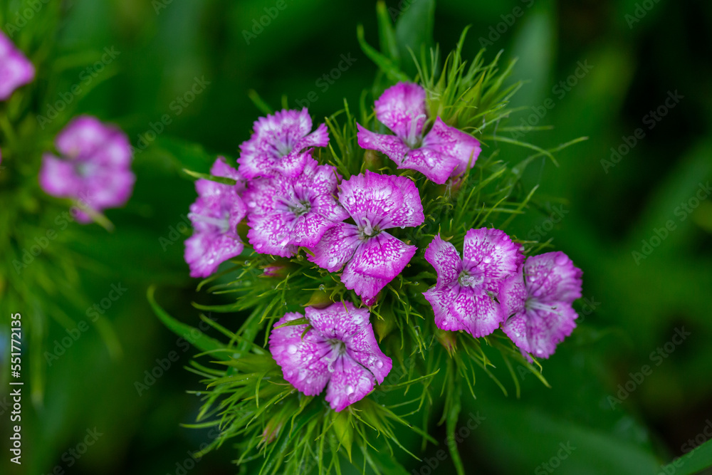 Blossom pink sweet William flower on a summer day macro photography. Blooming garden pink dianthus flower with pink petals in summer, close-up photo.