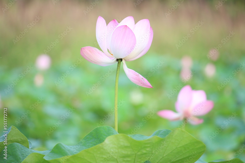 Naklejka premium pink lotus garden outdoor Landscape in the park nature green background