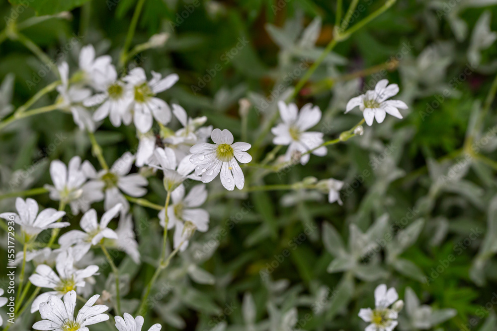 White alpine chickweed with raindrops macro photography on a summer day. Blooming alpine mouse-ear with water drops on a white petals in summertime close-up photo. White alpine chickweed with raindrops macro photography on a summer day. Blooming alpine mouse-ear with water drops on a white petals in summertime close-up photo.