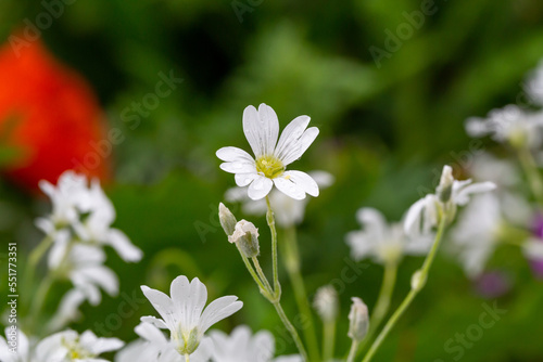 White alpine chickweed with raindrops macro photography on a summer day. Blooming alpine mouse-ear with water drops on a white petals in summertime close-up photo.