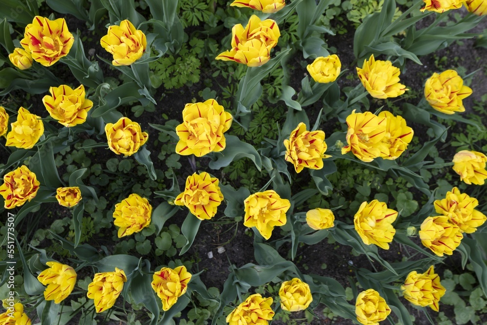 Obraz premium Many red flowers on flowerbed