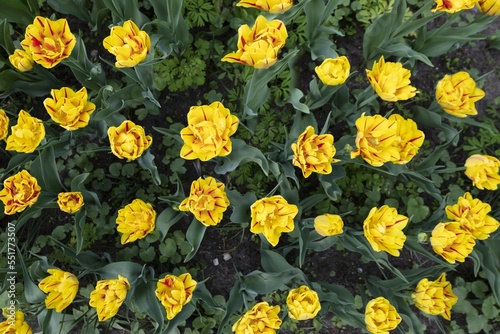 Many red flowers on flowerbed