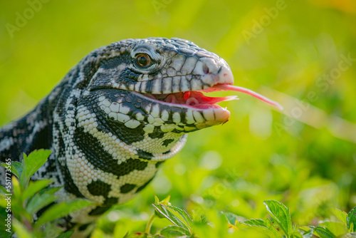 A black and white tegu Salvator merianae eating a mouse in a grass field with yellow flowers  photo