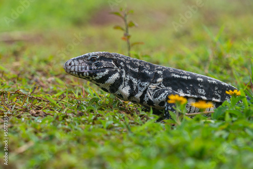A black and white tegu Salvator merianae sunbathing and relaxing in a grass field with yellow flowers 