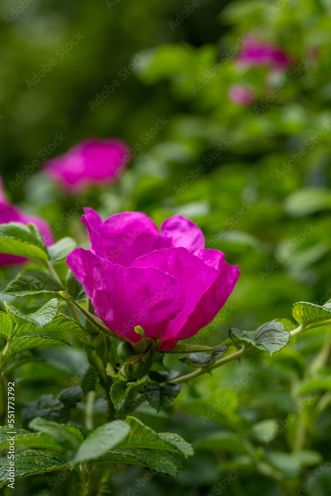 Blossom purple rose flower macro photography on a sunny summer day. Garden rose pink petals close-up photo in the summertime. Tender rosa floral background.