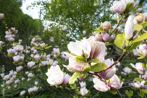 Pink flowers on the branches open toward the sunlight