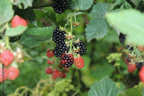 Natural blackberries grown in the forest, Organic fruit, cake decoration