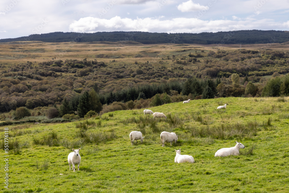 Flock of sheep on the Ile of Mull, Scotland