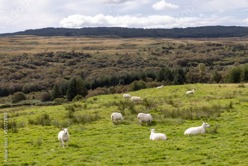 Obraz na płótnie Flock of sheep on the Ile of Mull, Scotland w salonie