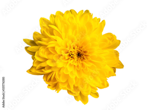chic yellow chrysanthemum close-up on a white background