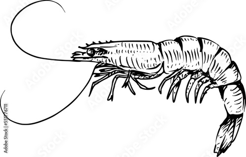Shrimp hand drawing vintage engraving illustration on white background