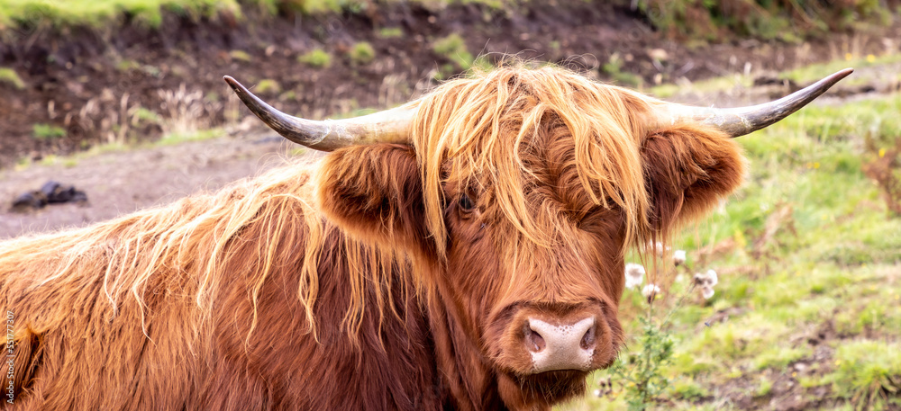 highland cattle ( Kyloe) in the highlands of Scotland