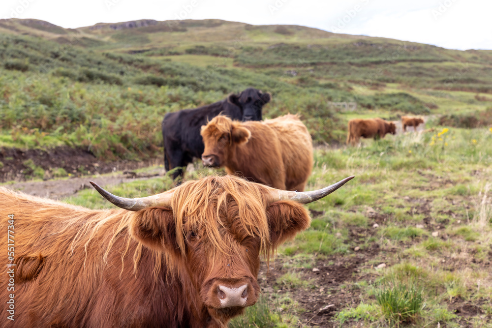highland cattle ( Kyloe) in the highlands of Scotland