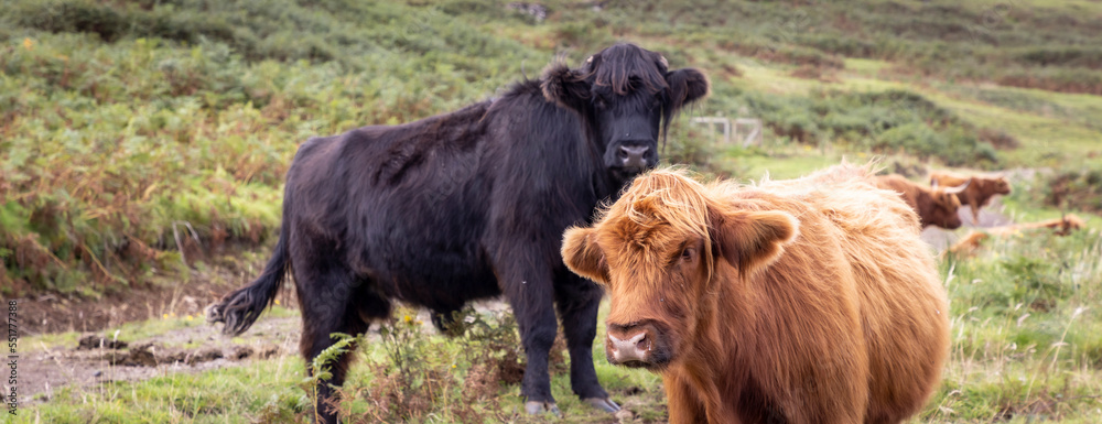 highland cattle ( Kyloe) in the highlands of Scotland