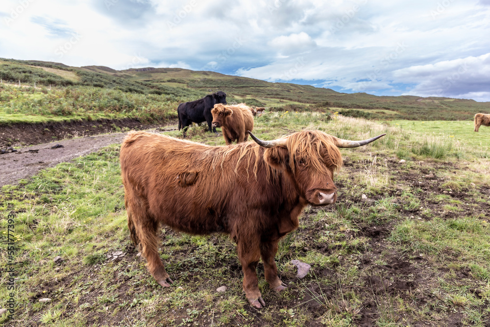 highland cattle ( Kyloe) in the highlands of Scotland