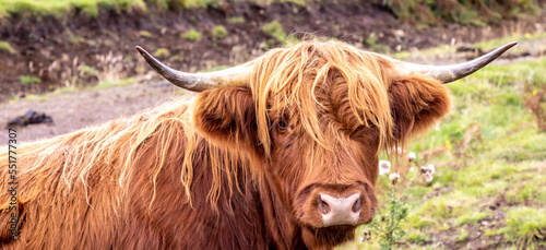 highland cattle ( Kyloe) in the highlands of Scotland