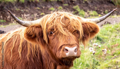 highland cattle ( Kyloe) in the highlands of Scotland