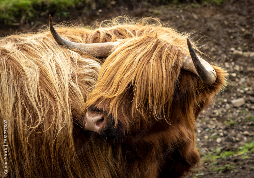 highland cattle ( Kyloe) in the highlands of Scotland