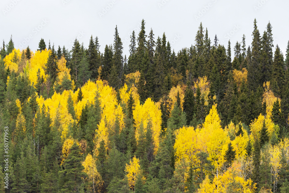 A mixed forest on a hillside during a fall foliage in Oulanka National Park, Northern Finland A mixed forest on a hillside during a fall foliage in Oulanka National Park, Northern Finland