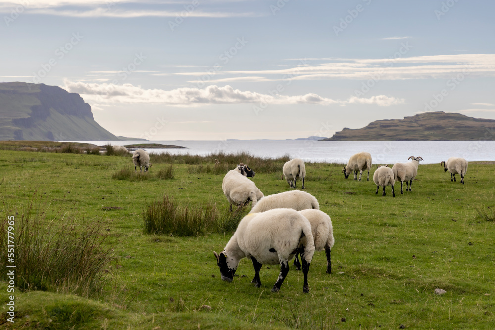 Flock of sheep on the Ile of Mull, Scotland