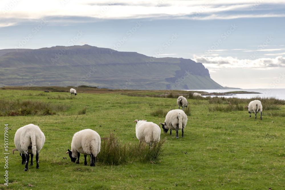 Flock of sheep on the Ile of Mull, Scotland