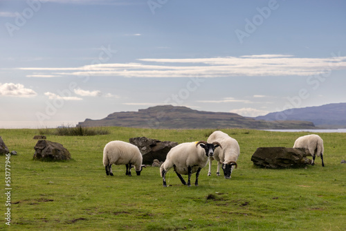 Flock of sheep on the Ile of Mull, Scotland