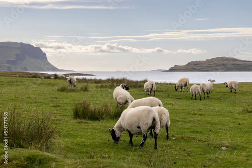 Obraz na płótnie Flock of sheep on the Ile of Mull, Scotland w salonie