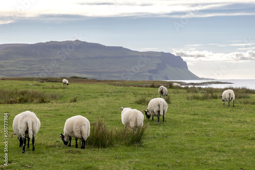 Flock of sheep on the Ile of Mull  Scotland