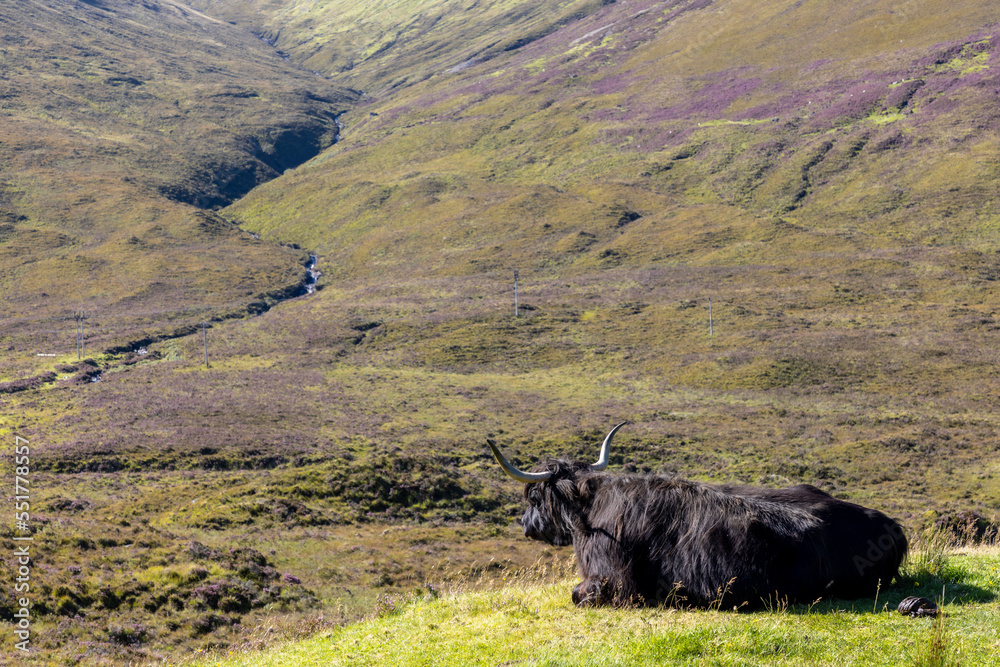 highland cattle ( Kyloe) in the highlands of Scotland
