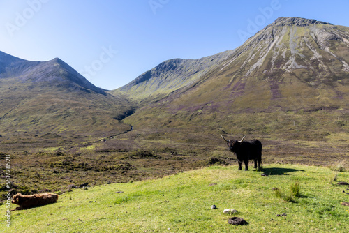 highland cattle ( Kyloe)  in the highlands of Scotland photo