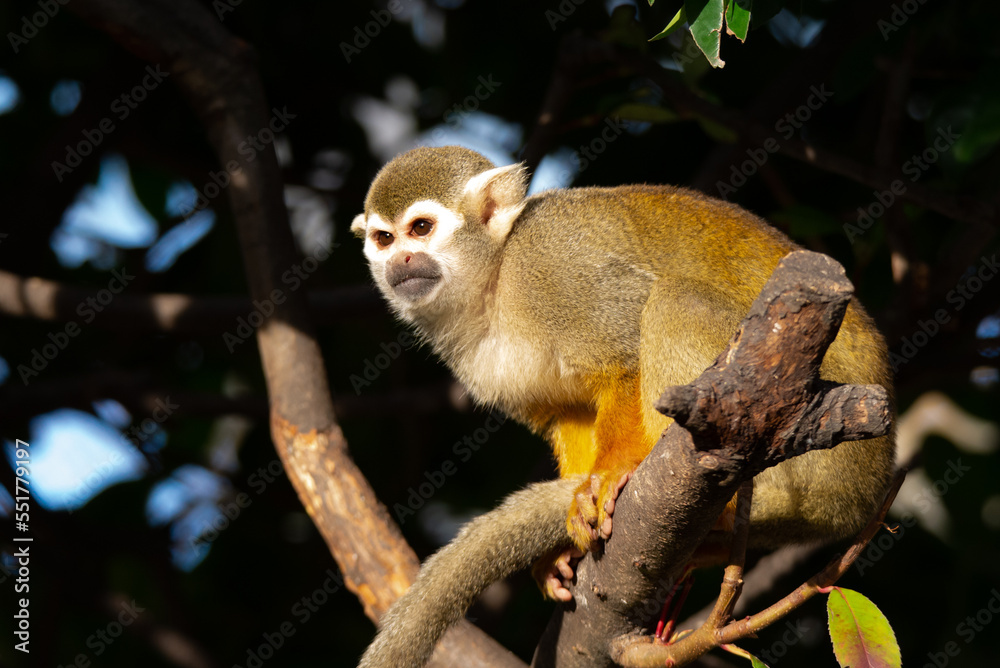 Fototapeta premium Squirrel monkey on the tree.