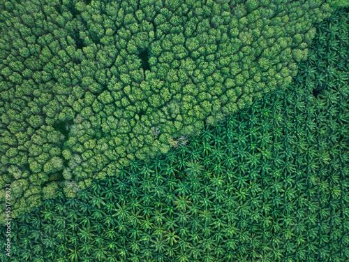 Top view aerial shot of the palm grove with green trees forest,palm grove and shadows from palm trees,Amazing nature trees background