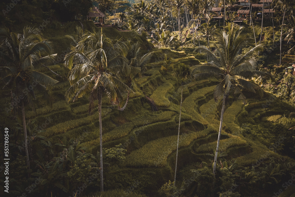 Bali landscape nature culture