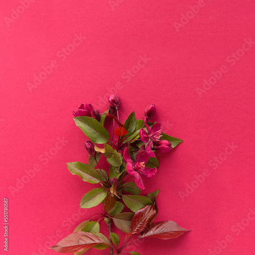 Paper background Color 2023 Viva Magenta. Viva magenta color of the year 2023 demo. Beautiful floral card with space for text.