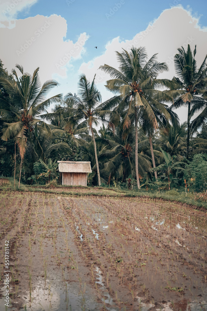Fototapeta premium Bali landscape nature culture