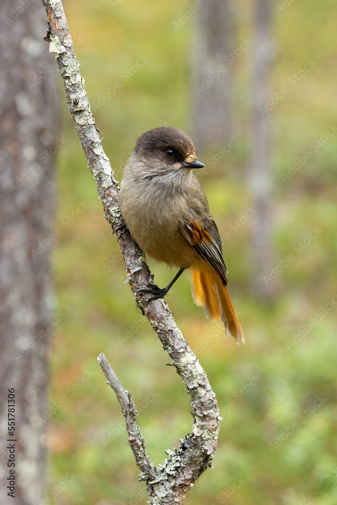 Obraz premium A close-up of a curious Siberian jay perched on a branch in an old coniferous forest in Oulanka National Park, Northern Finland
