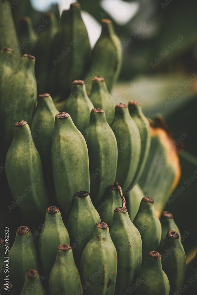 Bali landscape nature culture banana plant tree Bali landscape nature culture banana plant tree