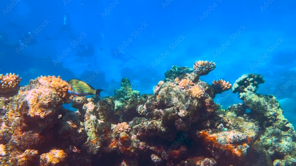 Underwater 4K HDR of the Great Barrier Reef in Queensland, Australia in December 2022 Underwater 4K HDR of the Great Barrier Reef in Queensland, Australia in December 2022