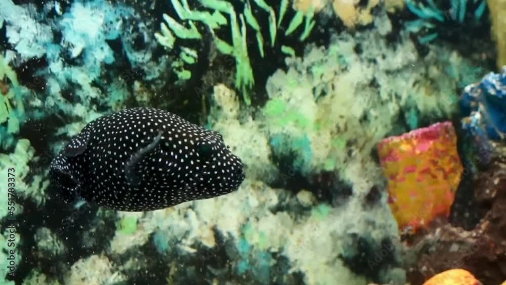 Black white spotted puffer fish Arothron meleagris Black white spotted puffer fish Arothron meleagris