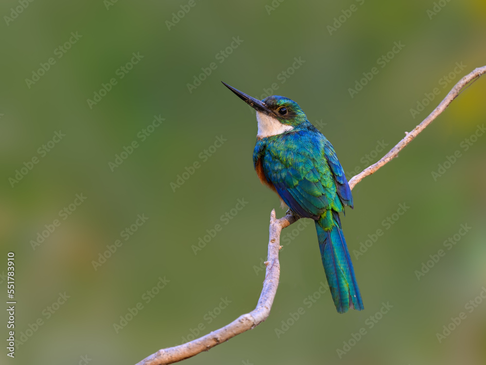 Rufous-tailed jacamar bird sitting on the branch on green background Rufous-tailed jacamar bird sitting on the branch on green background