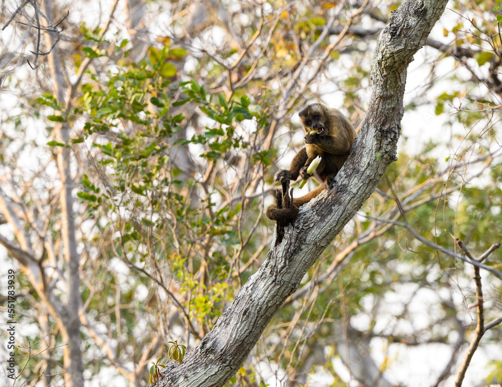 Wild black-striped capuchin monkey also known as the bearded capuchin in the trees