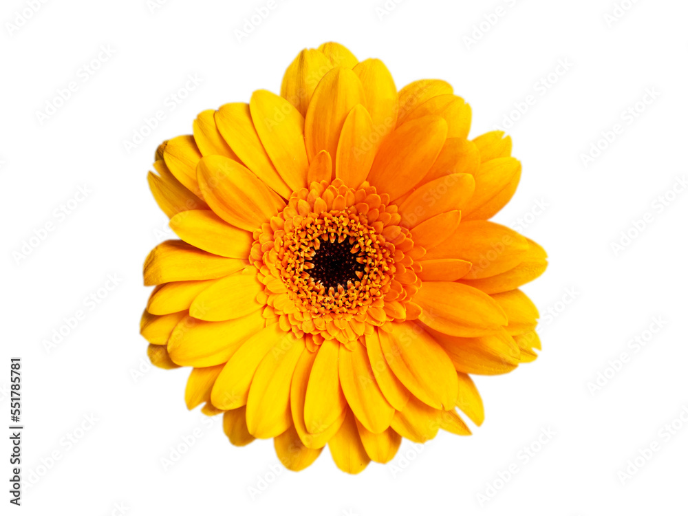 chic orange golden gerbera close-up on a white background chic orange golden gerbera close-up on a white background