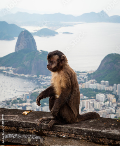 A monkey on Corcovado mountain, below Christ the Redeemer statue, overlooking part of Rio de Janeiro, Sugarloaf Mountain and offshore islands in the South Atlantic, Brazil. © Graham King