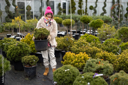 Leinwand Poster Woman chooses a conifer decorative plant in pot at plant shop during a winter time