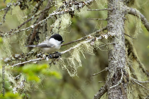 A closeup of a cute WIllow tit perched in a environment covered with bearded lichen in Valtavaara near Kuusamo, Northern Finland photo