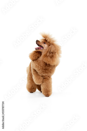 Portrait of cute purebred poodle posing, walking isolated over white studio background. Concept of domestic animals, care, vet